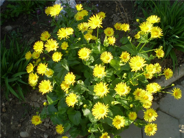 žutica